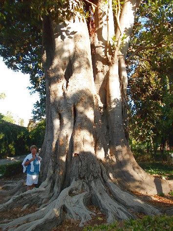 gummibaum sevilla 
